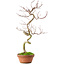 Acer palmatum, 39 cm, ± 12 ans