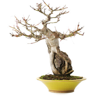 Acer palmatum, 28,5 cm, ± 15 años