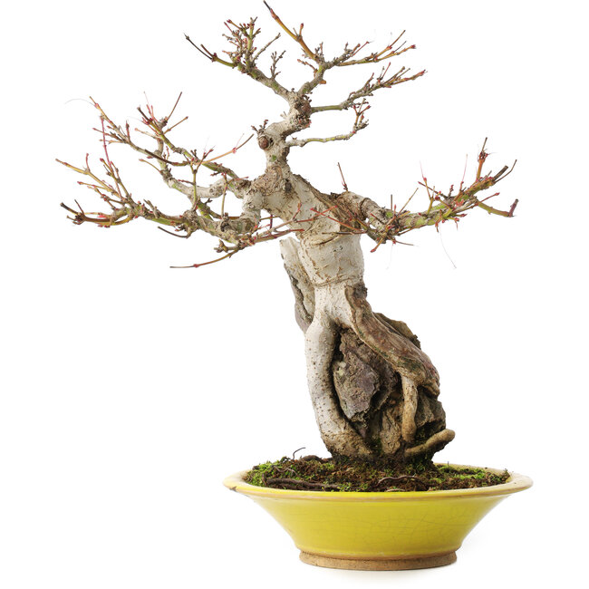 Acer palmatum, 28,5 cm, ± 15 jaar oud