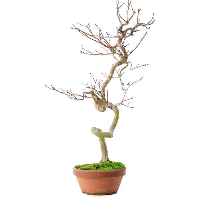 Acer palmatum, 39 cm, ± 12 anni