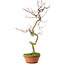 Acer palmatum, 39 cm, ± 12 ans