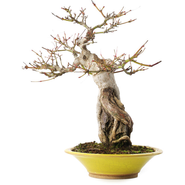 Acer palmatum, 28,5 cm, ± 15 years old