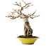 Acer palmatum, 28,5 cm, ± 15 ans