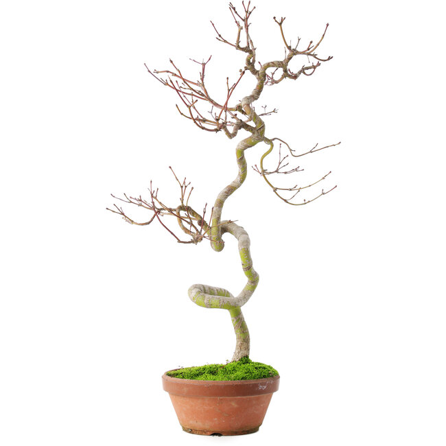 Acer palmatum, 39 cm, ± 12 anni