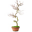 Acer palmatum, 39 cm, ± 12 ans