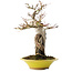 Acer palmatum, 28,5 cm, ± 15 ans
