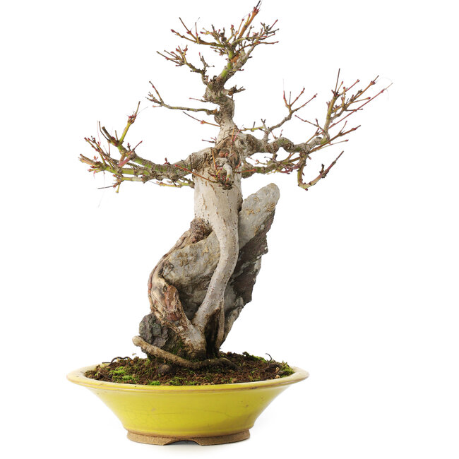 Acer palmatum, 28,5 cm, ± 15 Jahre alt