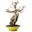 Acer palmatum, 28,5 cm, ± 15 ans