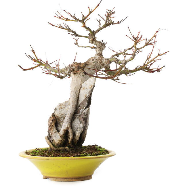Acer palmatum, 28,5 cm, ± 15 ans