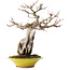 Acer palmatum, 28,5 cm, ± 15 jaar oud