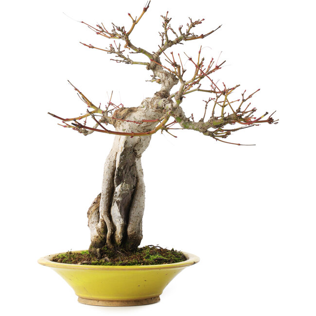 Acer palmatum, 28,5 cm, ± 15 ans