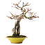 Acer palmatum, 28,5 cm, ± 15 ans