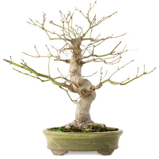 Acer palmatum, 26 cm, ± 20 años