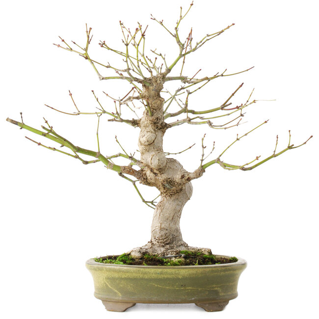 Acer palmatum, 26 cm, ± 20 ans
