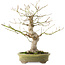 Acer palmatum, 26 cm, ± 20 ans
