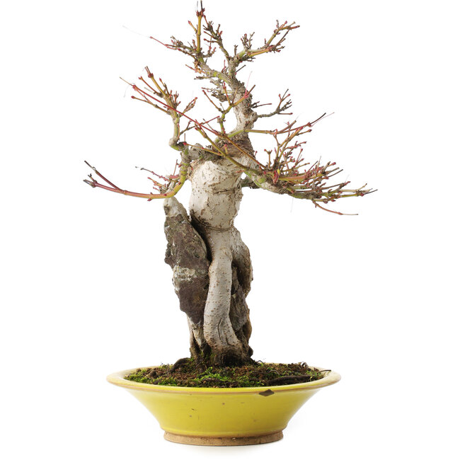 Acer palmatum, 28,5 cm, ± 15 jaar oud