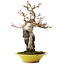 Acer palmatum, 28,5 cm, ± 15 jaar oud