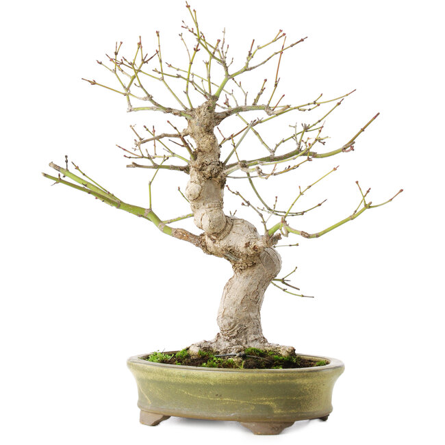 Acer palmatum, 26 cm, ± 20 jaar oud