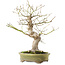 Acer palmatum, 26 cm, ± 20 ans