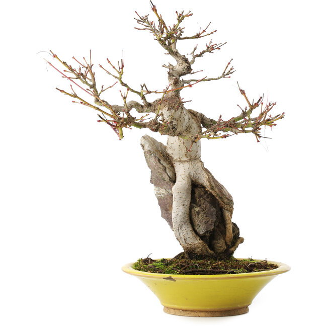 Acer palmatum, 28,5 cm, ± 15 ans