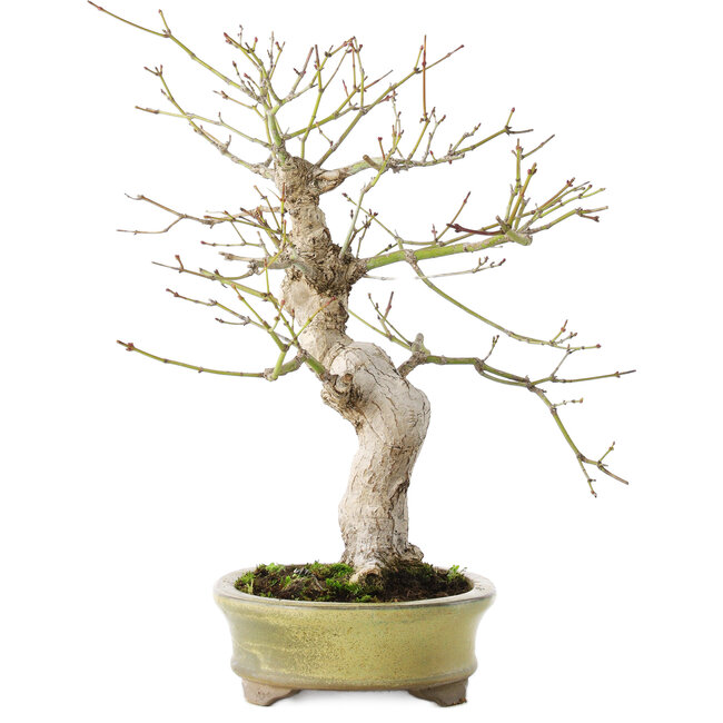 Acer palmatum, 26 cm, ± 20 jaar oud