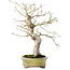 Acer palmatum, 26 cm, ± 20 ans