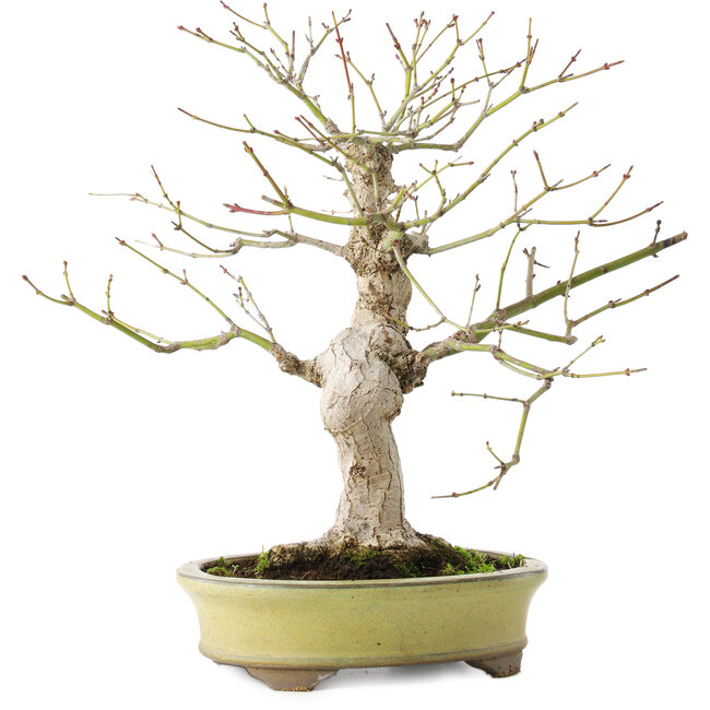 Acer palmatum, 26 cm, ± 20 jaar oud