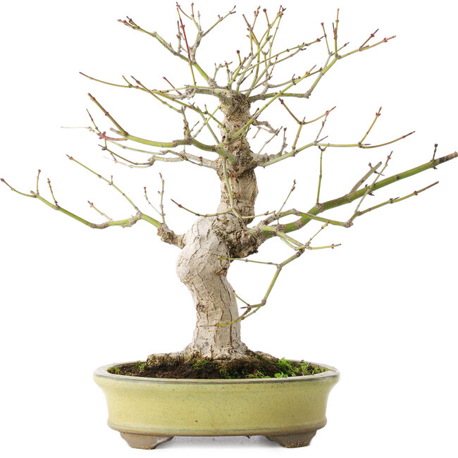 Acer palmatum, 26 cm, ± 20 jaar oud