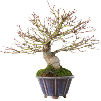 Acer palmatum, 21 cm, ± 20 años