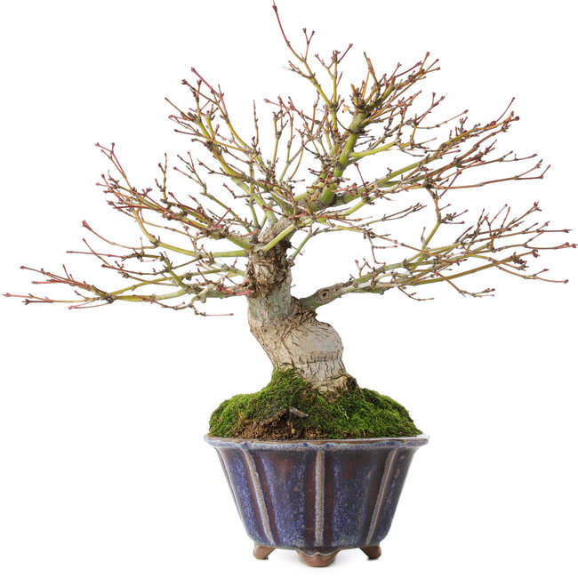 Acer palmatum, 21 cm, ± 20 jaar oud