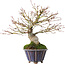 Acer palmatum, 21 cm, ± 20 jaar oud