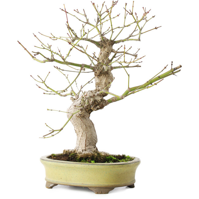 Acer palmatum, 26 cm, ± 20 jaar oud