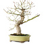 Acer palmatum, 26 cm, ± 20 ans