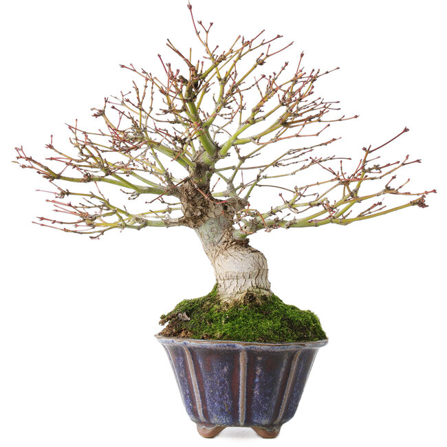 Acer palmatum, 21 cm, ± 20 years old