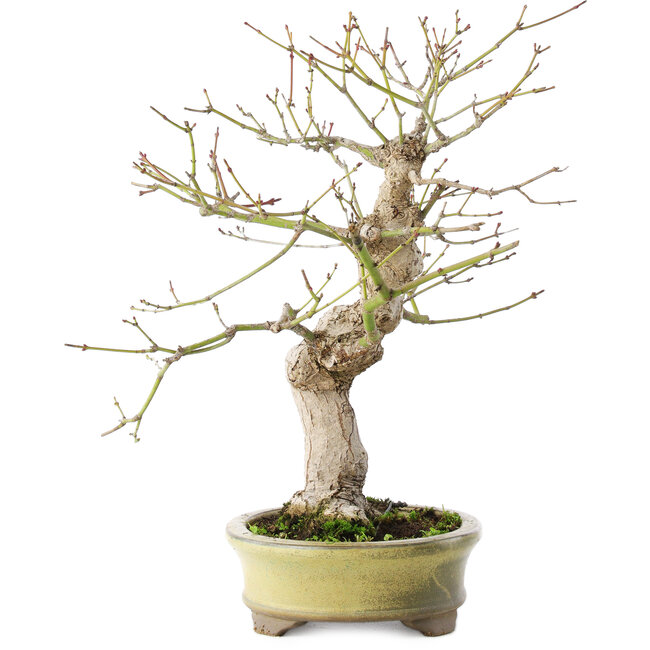 Acer palmatum, 26 cm, ± 20 jaar oud