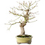 Acer palmatum, 26 cm, ± 20 ans