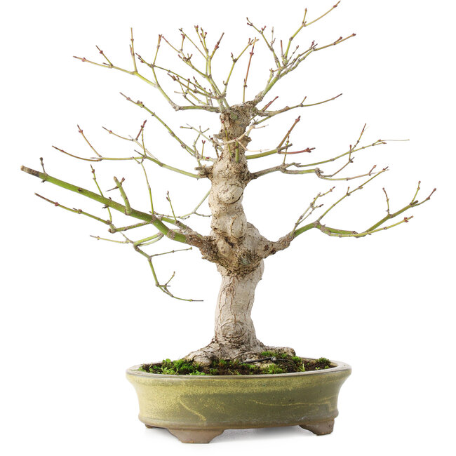 Acer palmatum, 26 cm, ± 20 jaar oud