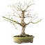 Acer palmatum, 26 cm, ± 20 ans