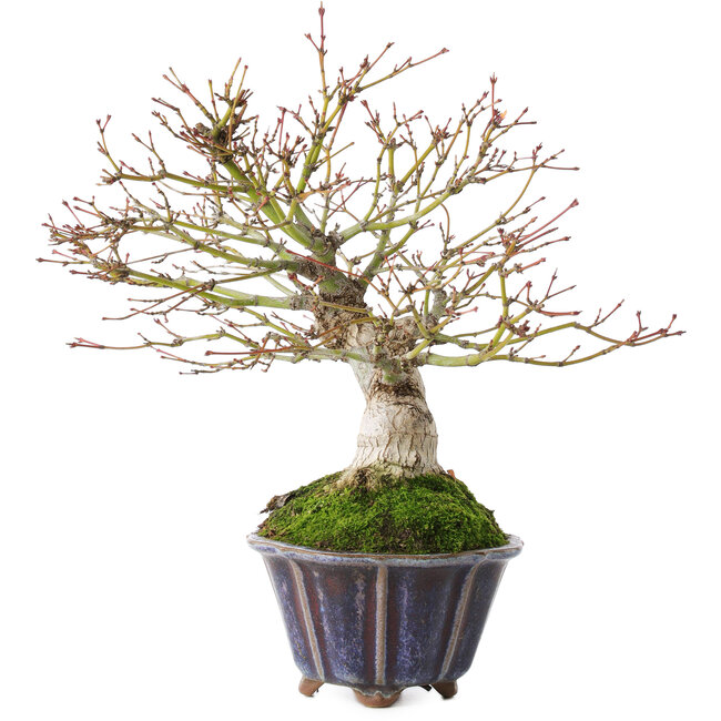 Acer palmatum, 21 cm, ± 20 años