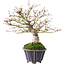 Acer palmatum, 21 cm, ± 20 anni