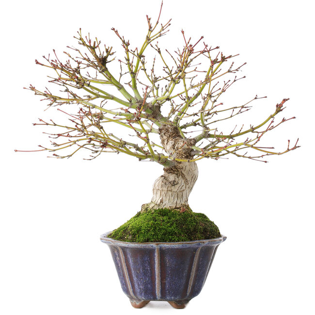 Acer palmatum, 21 cm, ± 20 años