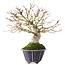 Acer palmatum, 21 cm, ± 20 anni