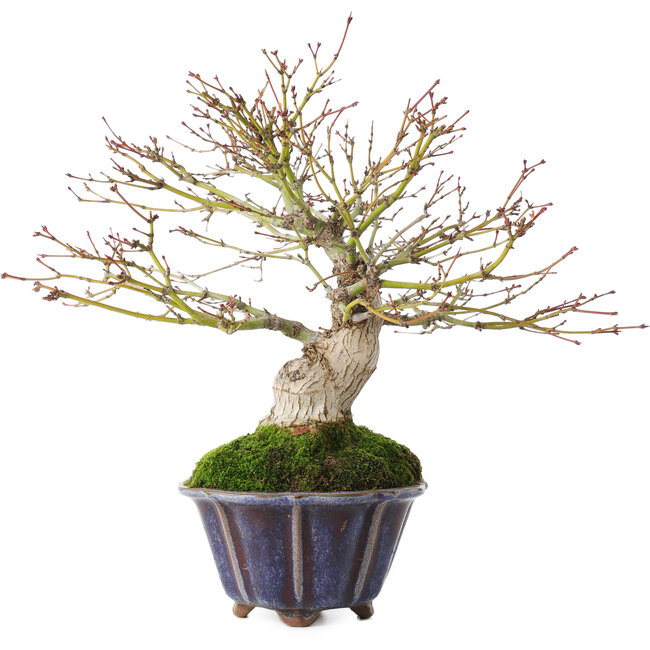 Acer palmatum, 21 cm, ± 20 años