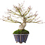 Acer palmatum, 21 cm, ± 20 anni