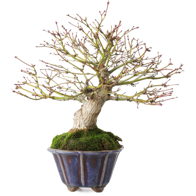 Acer palmatum, 21 cm, ± 20 anni
