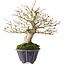 Acer palmatum, 21 cm, ± 20 anni