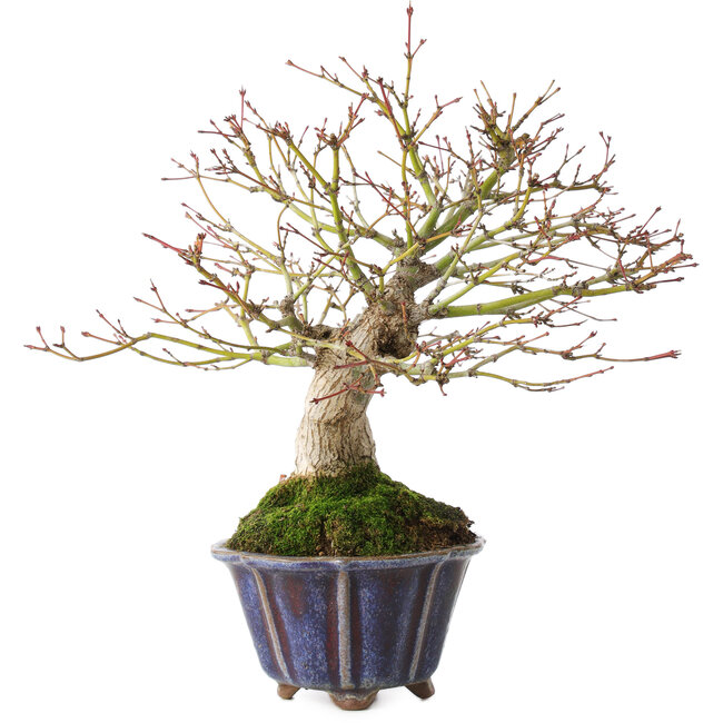 Acer palmatum, 21 cm, ± 20 years old