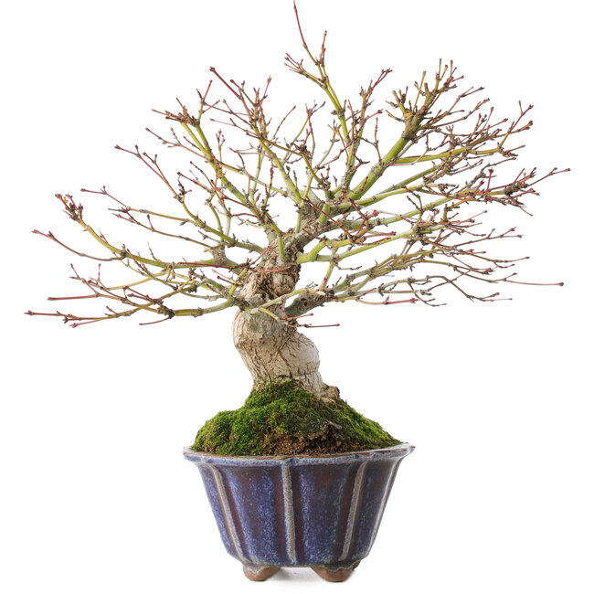 Acer palmatum, 21 cm, ± 20 anni
