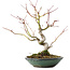 Acer palmatum, 26,5 cm, ± 10 jaar oud