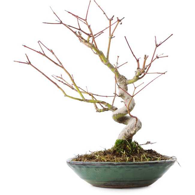 Acer palmatum, 26,5 cm, ± 10 years old